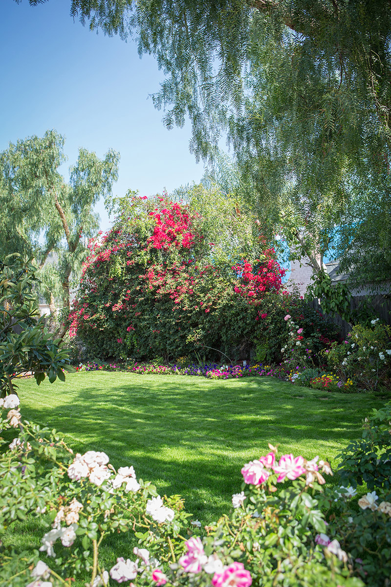Garden with flowers and grass